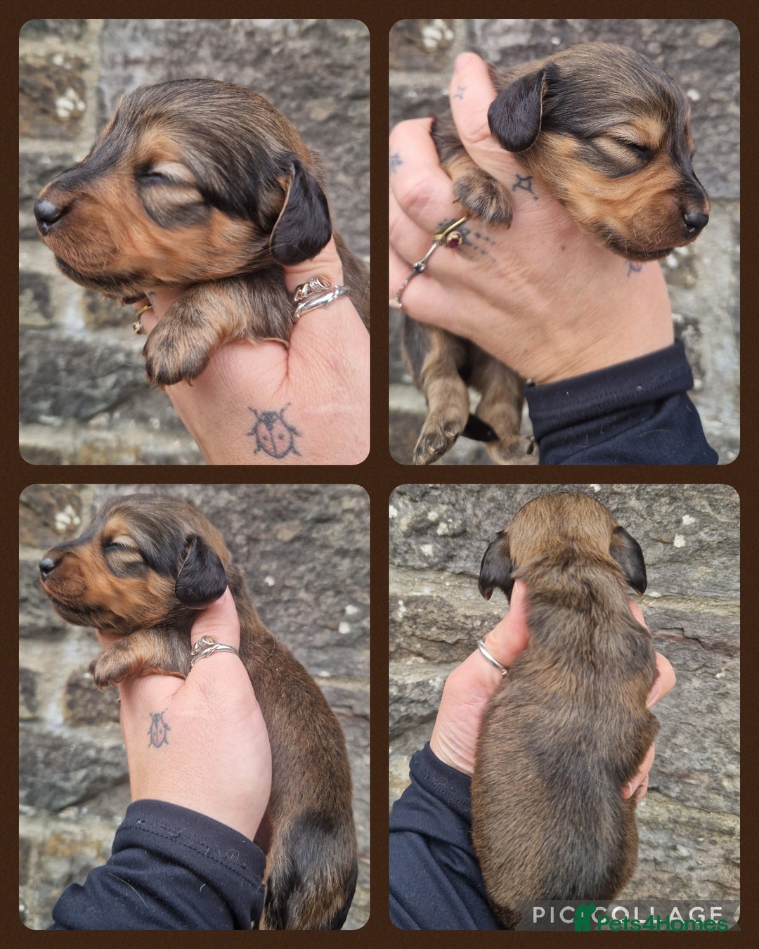 Miniature Dachshund dogs for sale: KC REG LONG HAIR MINIATURE DACHSHUNDS  - Image 4