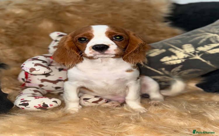 Cavalier King Charles Spaniel dogs in Stafford - Advert 4