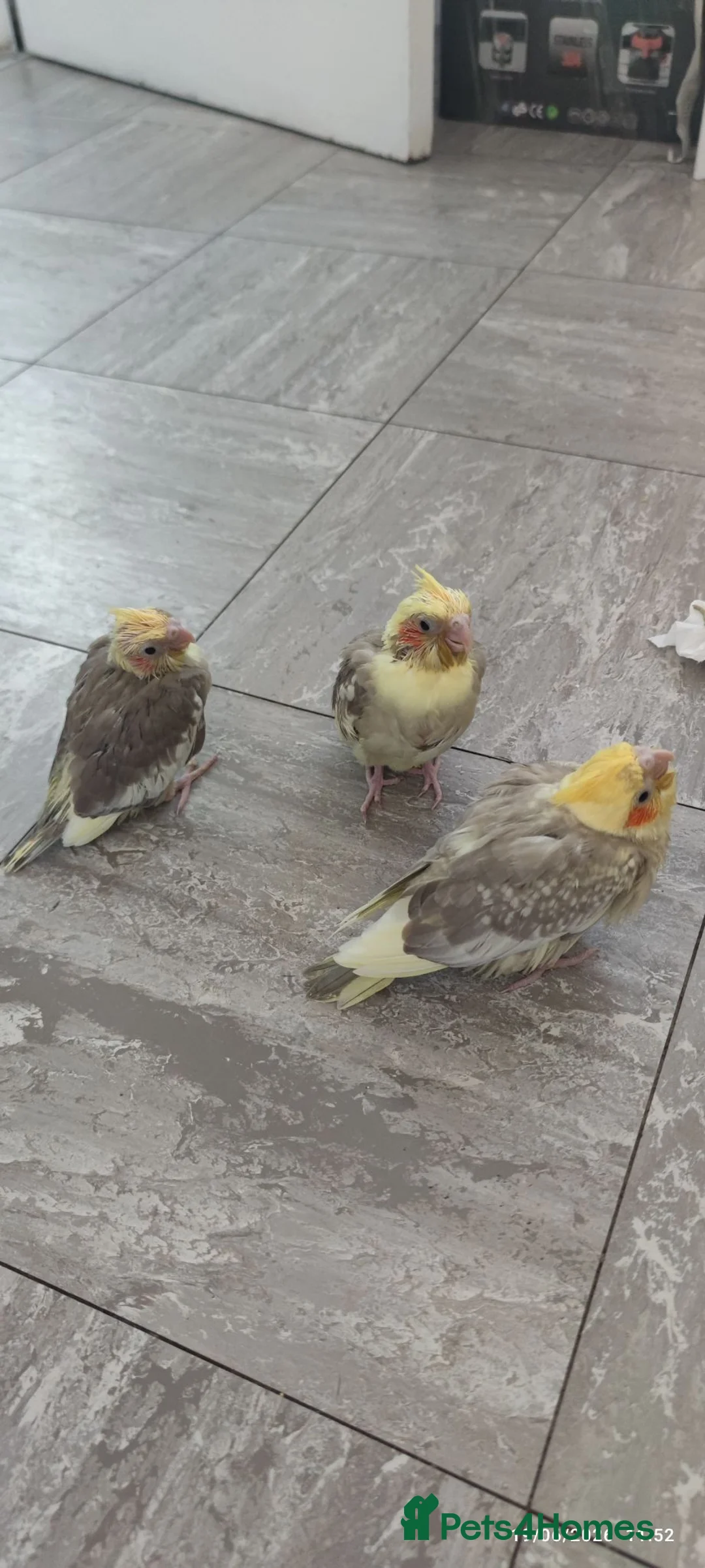 Cockatiels birds for sale: Cocktail  in Doncaster - Advert 2