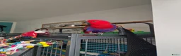 Parrots birds for sale: Eclectus parrot female 8 months old nearly in Preston - Advert 5