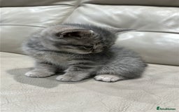 British Shorthair cats for sale: British Shorthair Kittens - Image 8