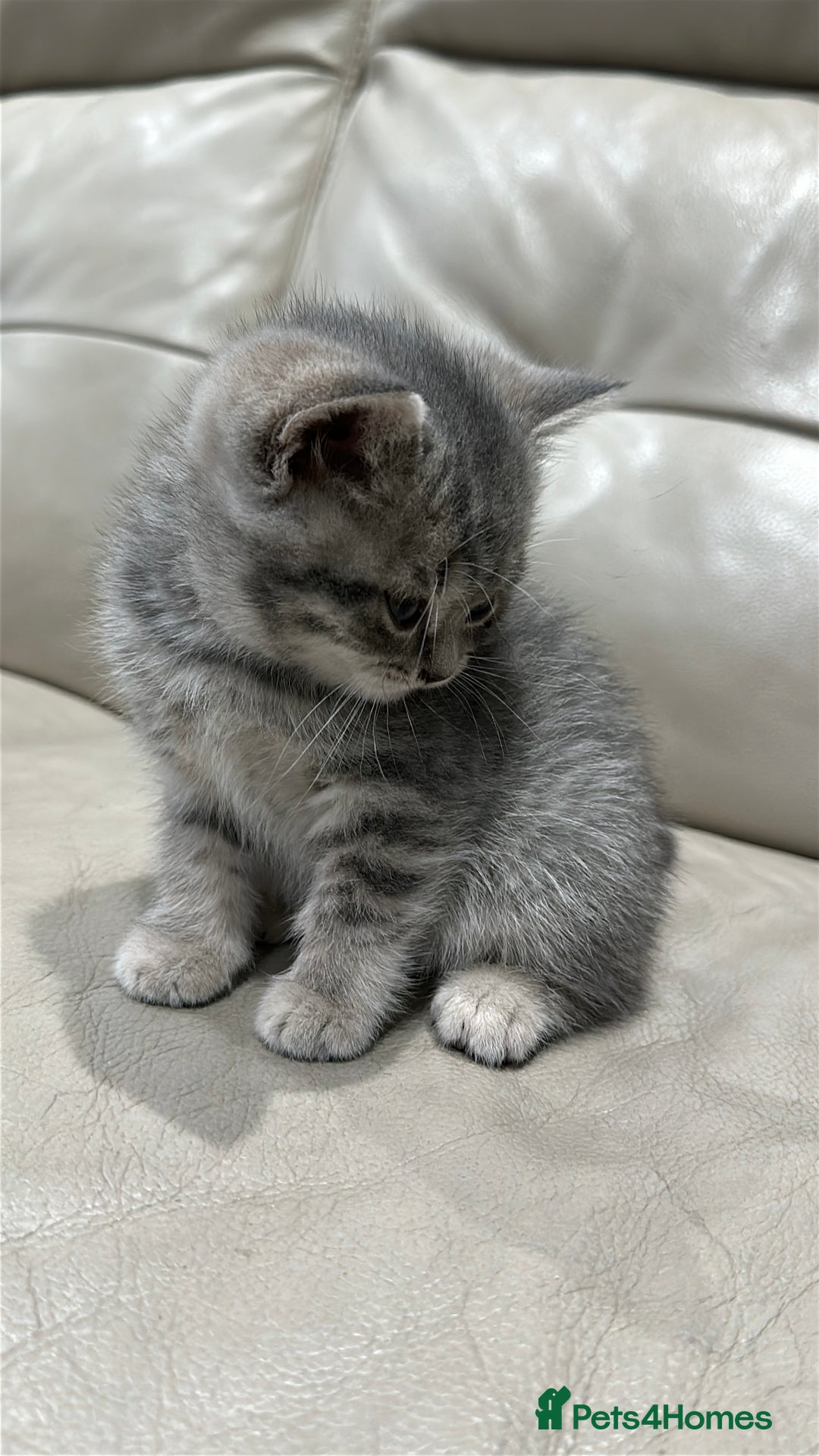 British Shorthair cats for sale: British Shorthair Kittens - Image 8