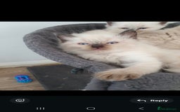 Ragdoll cats for sale: Seal point ragdoll kittens - Image 6