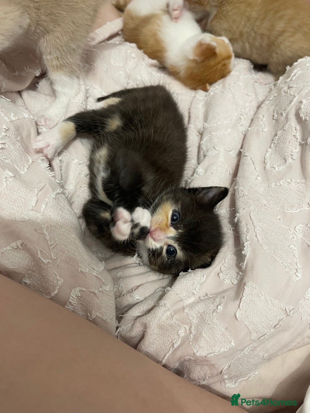 Mixed Breed cats for sale: Kittens for sale  - Image 4