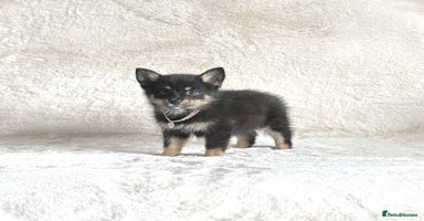 Pomsky dogs - Advert 12