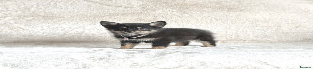 Pomsky Puppy 6