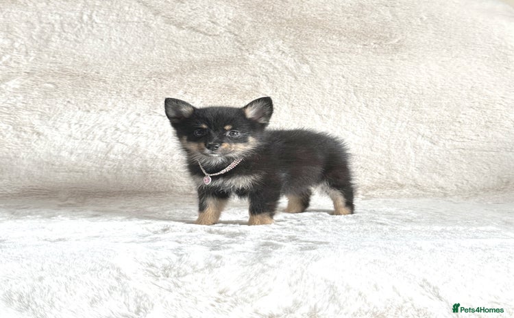 Pomsky dogs - Advert 2