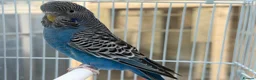 Budgerigars birds for sale: Bfbw, Bwbf, Rainbow hagoromo and other mutations  - Advert 15