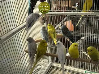 Budgerigars birds BEAUTIFUL BUDGIES FOR SALE - Advert 1