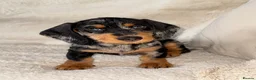 Dachshund dogs for sale: Standard wire haired dachshund  - Advert 21