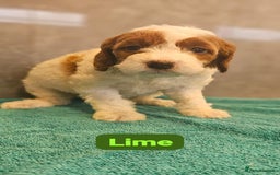 Irish Doodle dogs for sale: Irish red and white doodle puppies  - Image 5