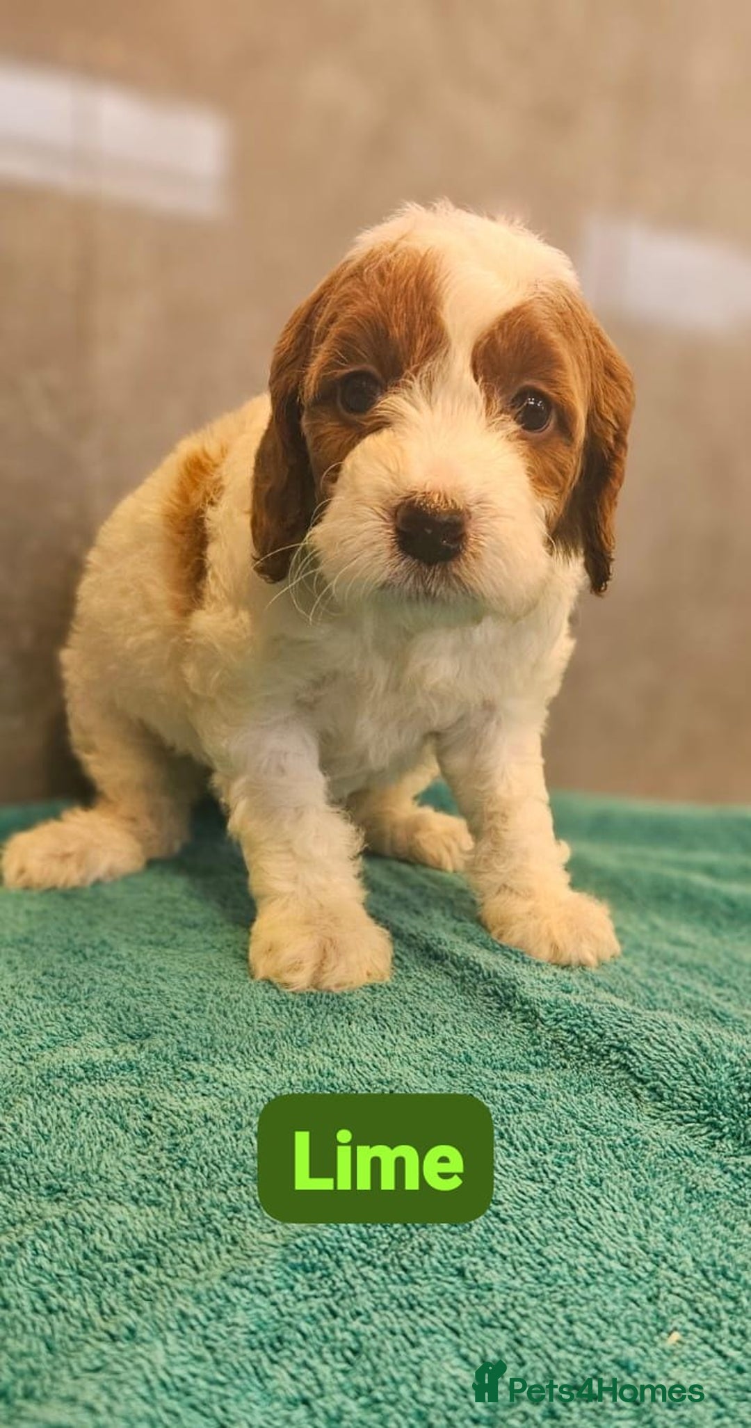 Irish Doodle dogs for sale: Irish red and white doodle puppies  - Image 5