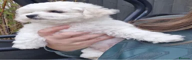 Bichon Frise 1