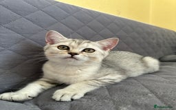 British Shorthair cats for sale: Stunning British Shorthair Kittens & adule cat - Image 28