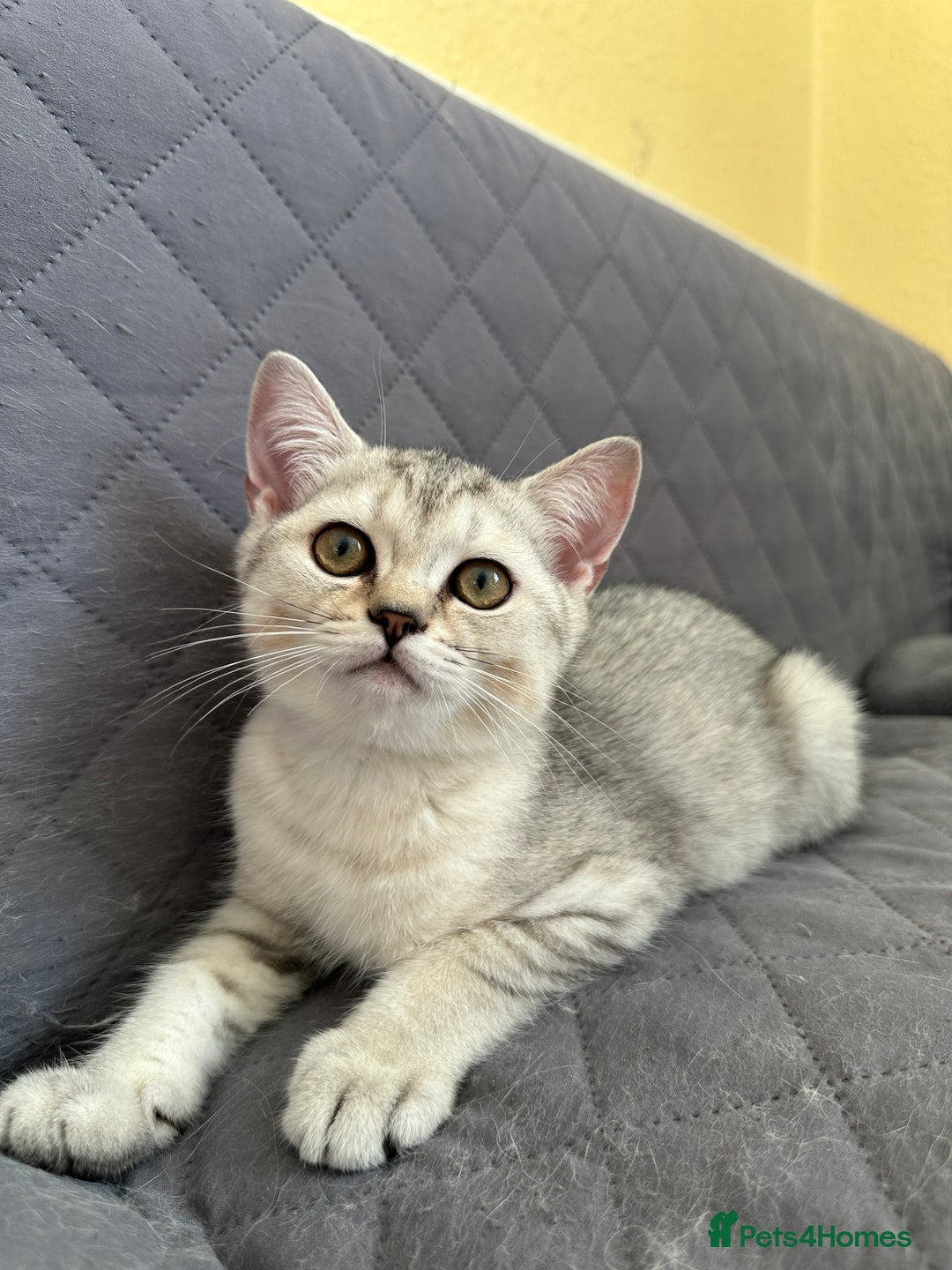 British Shorthair cats for sale: Stunning British Shorthair Kittens & adule cat - Image 28