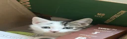 Mixed Breed cats for sale: Beautiful kittens for sale ready for collection - Advert 2