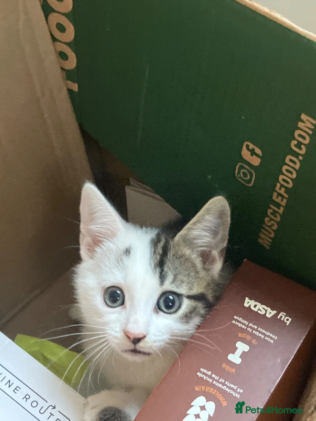Mixed Breed cats for sale: Beautiful kittens for sale ready for collection - Advert 2