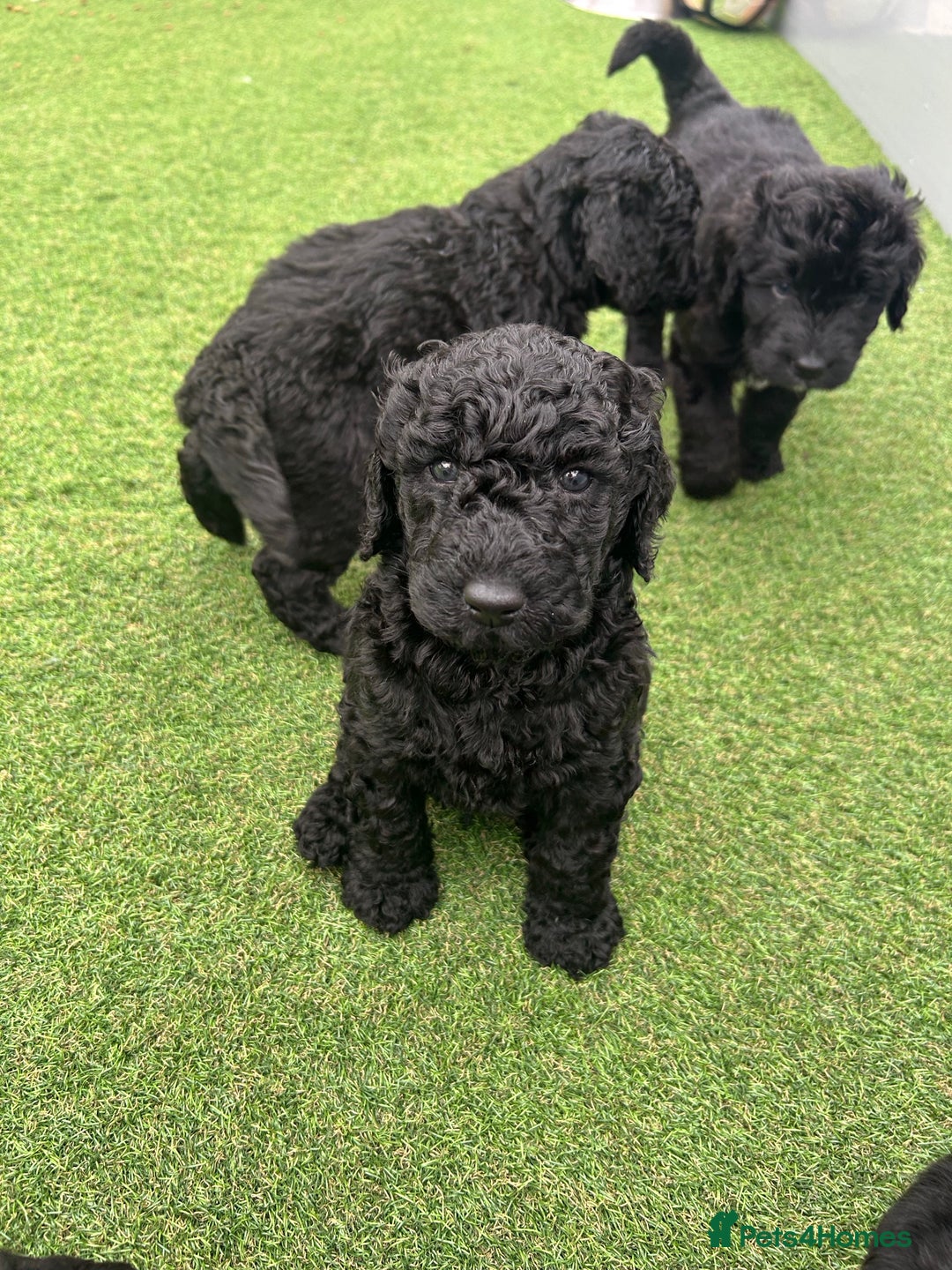 Bernedoodle dogs for sale: Bernedoodle puppies  - Advert 4
