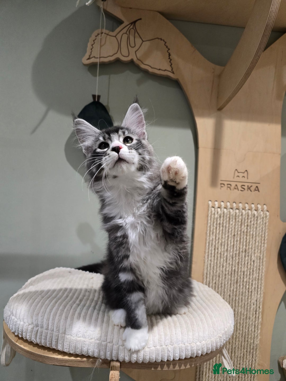 Maine Coon cats for sale: Maine coon kittens  - Advert 3