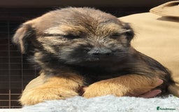 Border Terrier dogs for sale: BOY/DOG Grizzle & Tan Border terrier puppies.  - Image 3