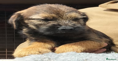 Border Terrier dogs - Advert 3