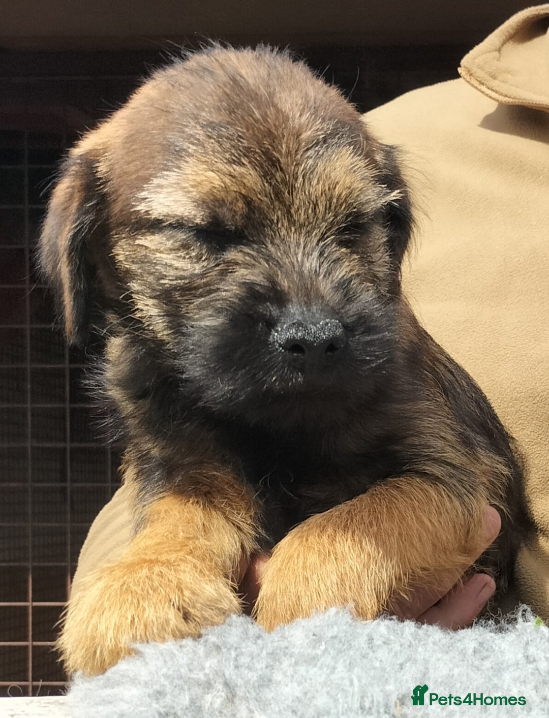 Border Terrier dogs for sale: BOY/DOG Grizzle & Tan Border terrier puppies.  - Image 3