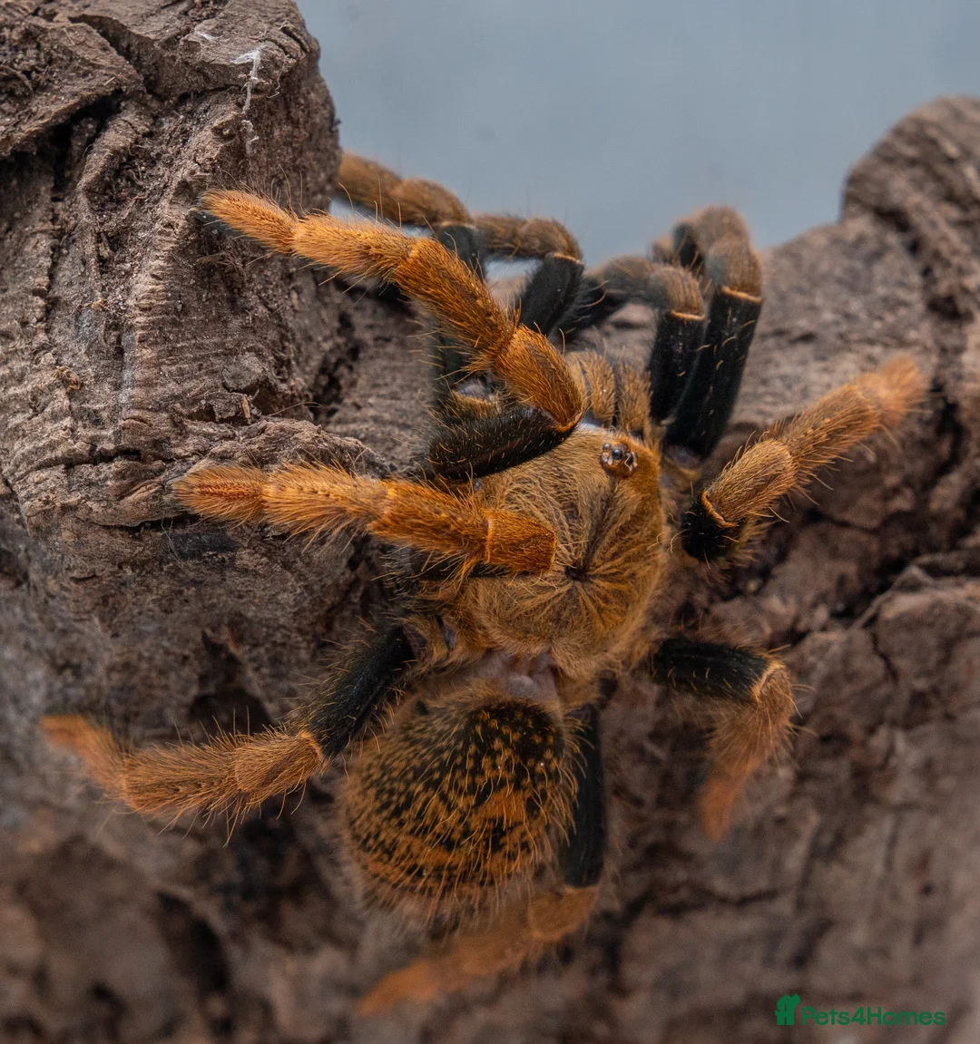 Tarantulas invertebrates for sale: tarantula collection for sale - Advert 5