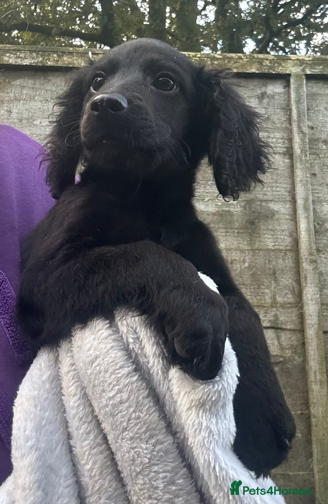 Cockapoo dogs for sale: F2B Cockapoo Puppies - Image 17