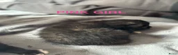 Domestic Shorthair cats for sale: 2 calico female kittens ready to reserve  - Advert 7