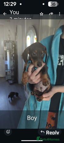 Miniature Dachshund dogs - Advert 13