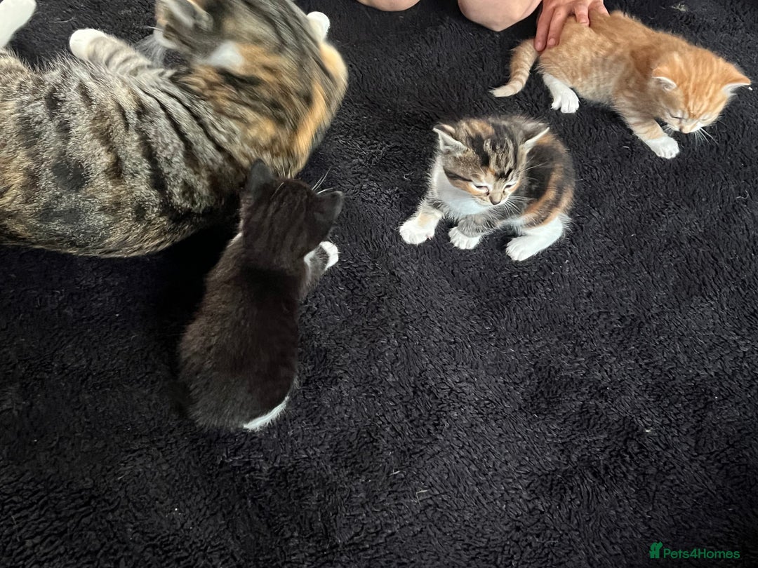 Mixed Breed cats for sale: Affectionate playful kittens - Image 9