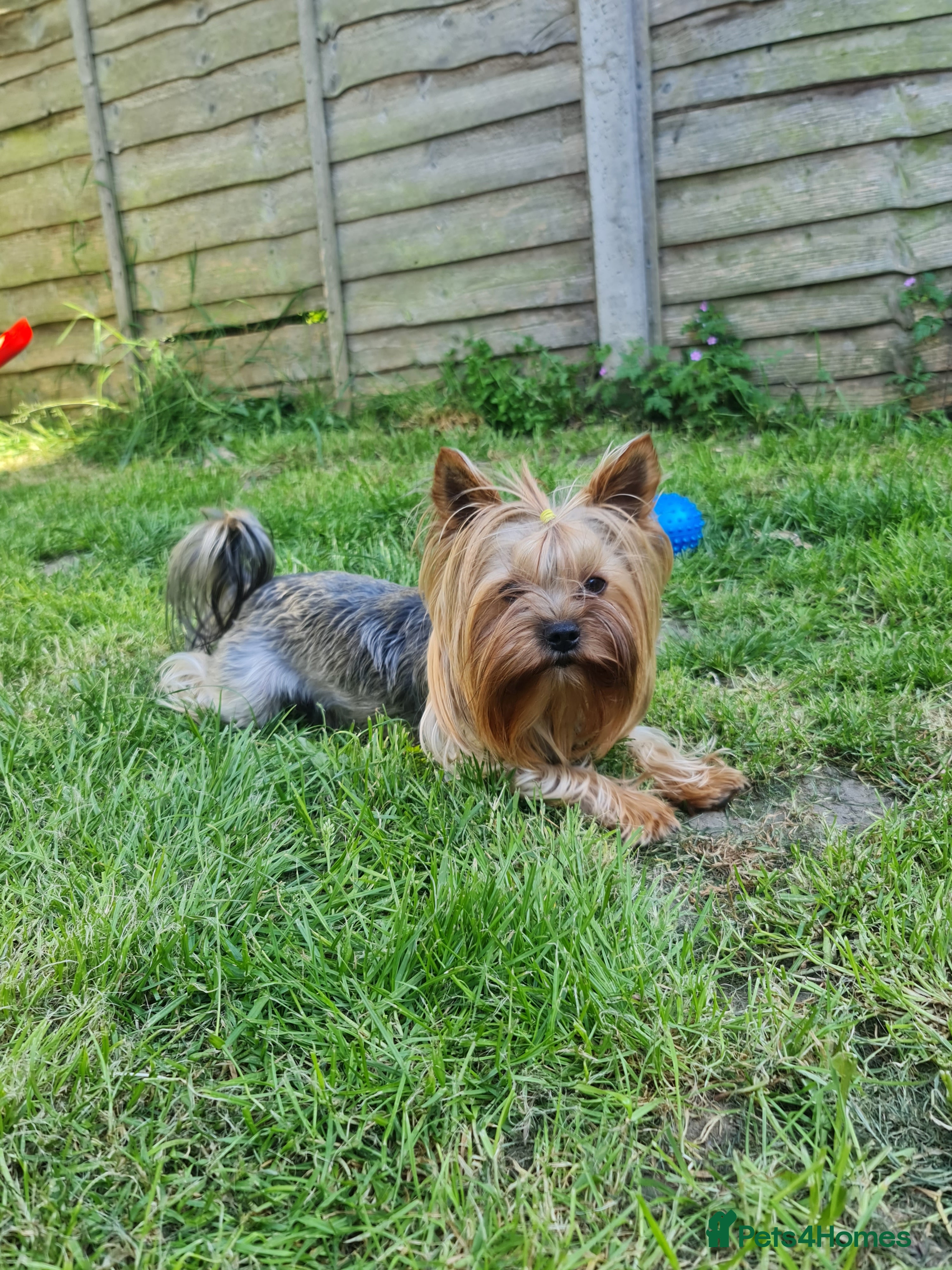 Yorkshire Terrier dogs  Beautiful boy ready for stud in Dagenham - Advert 3