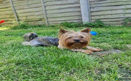 Yorkshire Terrier dogs for stud:  Beautiful boy ready for stud in Dagenham - Image 1
