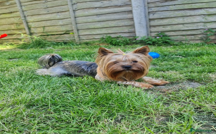 Yorkshire Terrier dogs in Dagenham - Advert 4