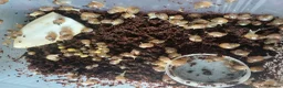 Snails invertebrates for sale: Albino giant African land snails in Chesterfield - Advert 4