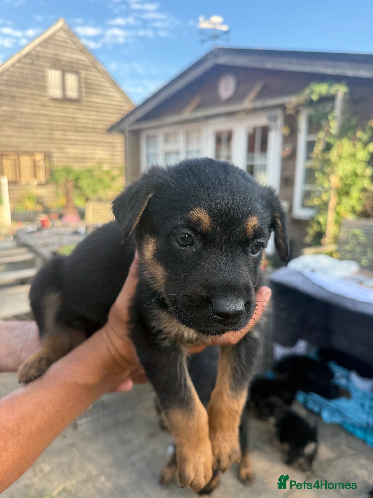 Mixed Breed dogs Adorable litter of Rottweiler cross GSD - Advert 1
