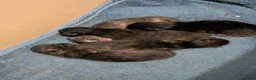 Mixed Breed cats for sale: 4 lovely kittens - Advert 3