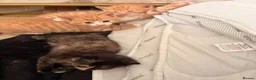 Mixed Breed cats for sale: Kittens for sale in Hounslow - Advert 8
