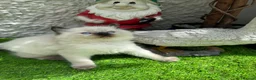 Ragdoll cats for sale: 🏆gccf(GRCH mum)male ragdoll kitten  🥇🐾 - Advert 4