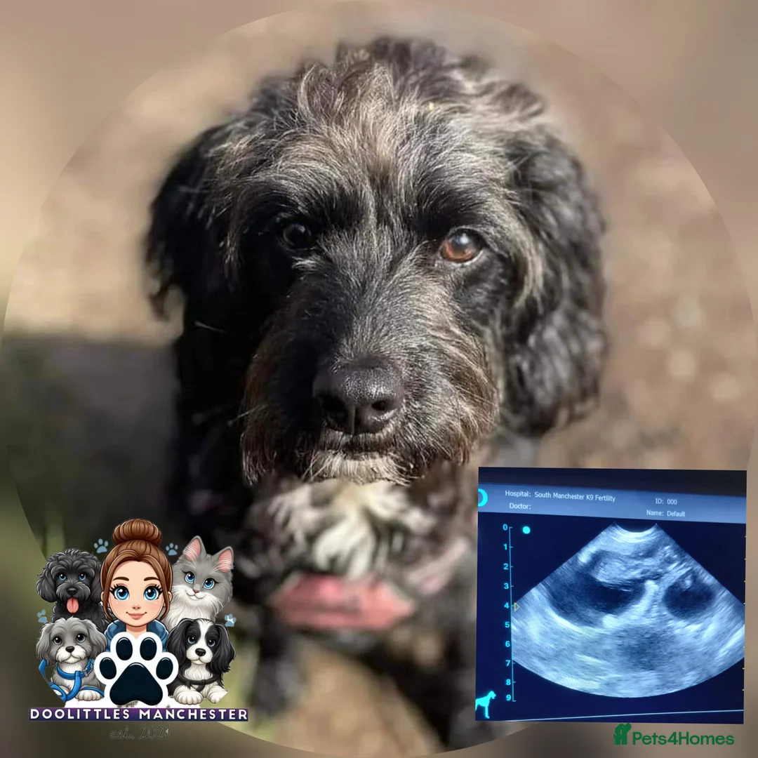 Cavapoo dogs for sale: 5* F1B Cavapoos  - Advert 3