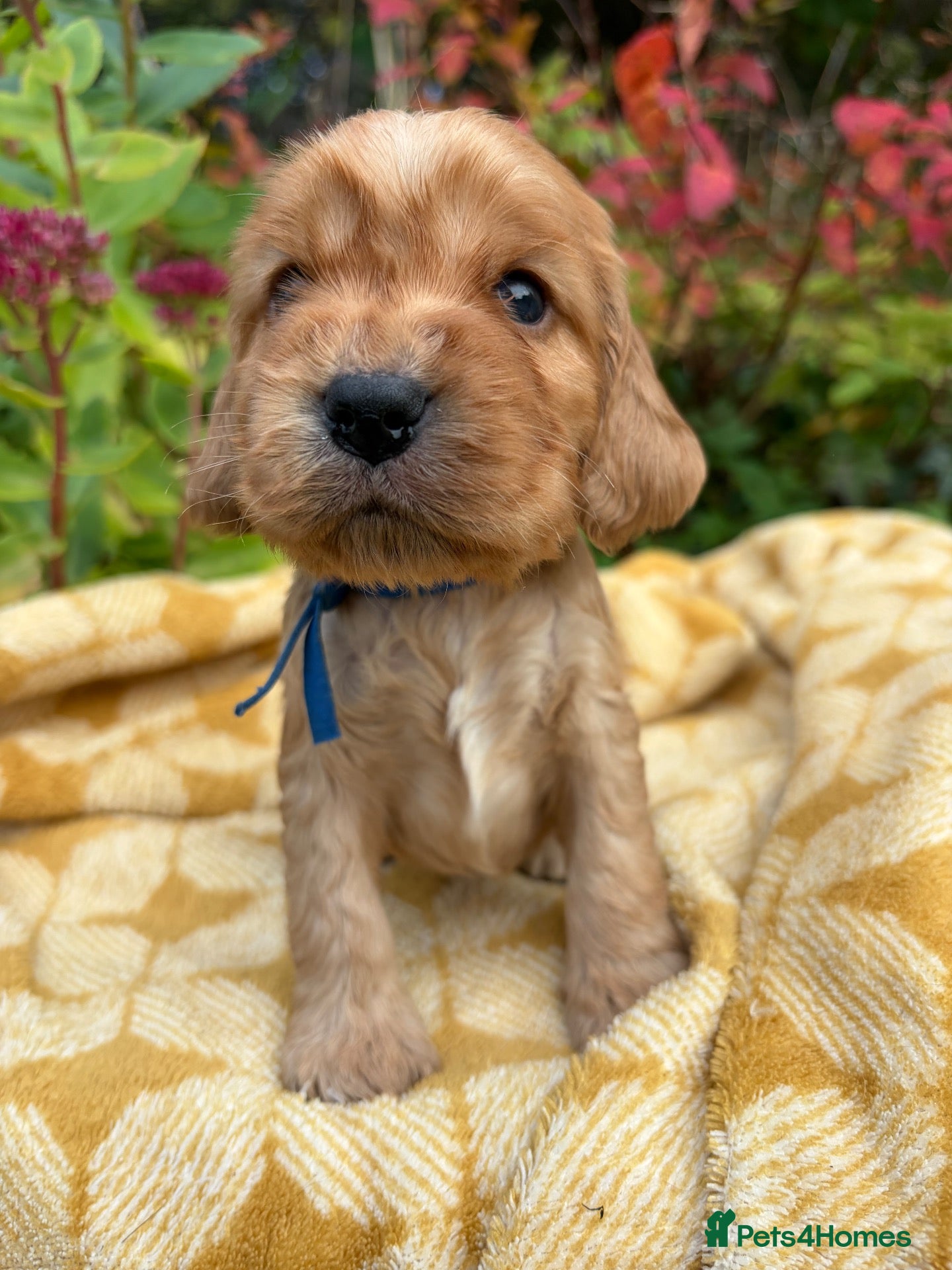 Cocker Spaniel dogs KC show type cocker spaniel (licensed breeder✨)  - Advert 4
