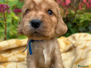 Cocker Spaniel dogs KC show type cocker spaniel (licensed breeder✨) - Advert 4