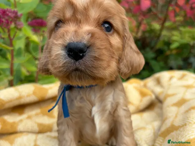 Cocker Spaniel dogs KC show type cocker spaniel (licensed breeder✨) - Advert 5