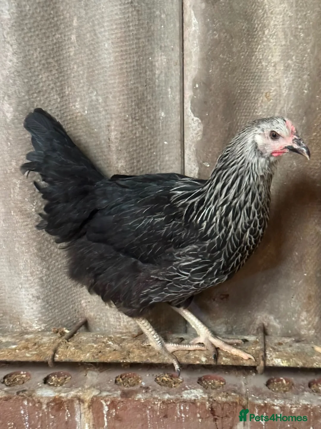 Chickens poultry for sale: Coloured hybrids  - Advert 9