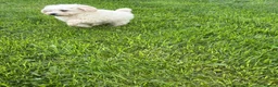 Miniature Poodle dogs for sale: Beautiful pure white mini poodles for sale!!! - Advert 5