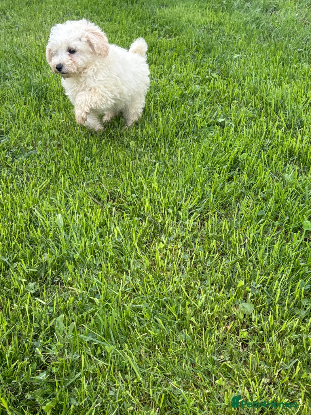 Miniature Poodle dogs for sale: Beautiful pure white mini poodles for sale!!! - Advert 5