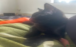 Domestic Shorthair cats for sale: Black 🐈‍⬛ Kitten for Sale  - Image 6