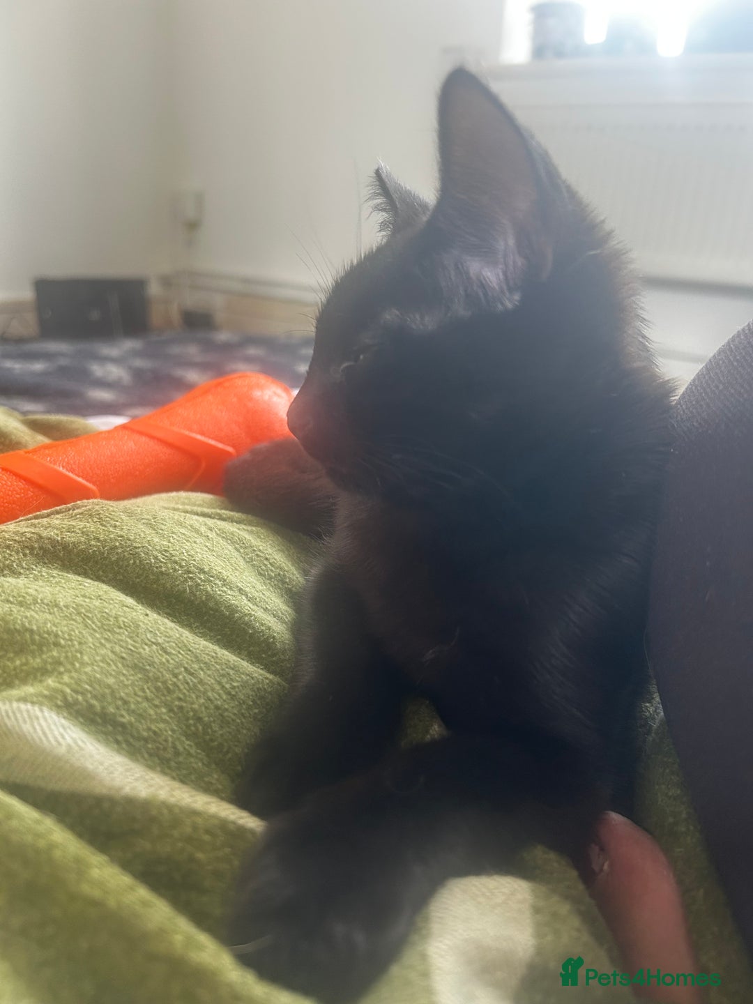 Domestic Shorthair cats for sale: Black 🐈‍⬛ Kitten for Sale  - Image 6
