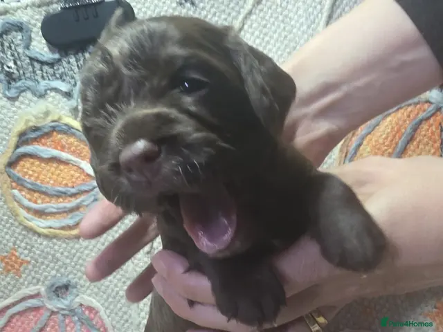 Cavapoochon dogs Beautiful health tested Cavapoo puppies - Advert 2