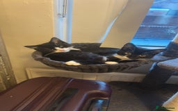 British Longhair cats for sale: Kitten - Image 4